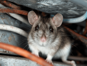 Rodent Damage to Wiring: Protect Your HVAC System in the Tri-Cities